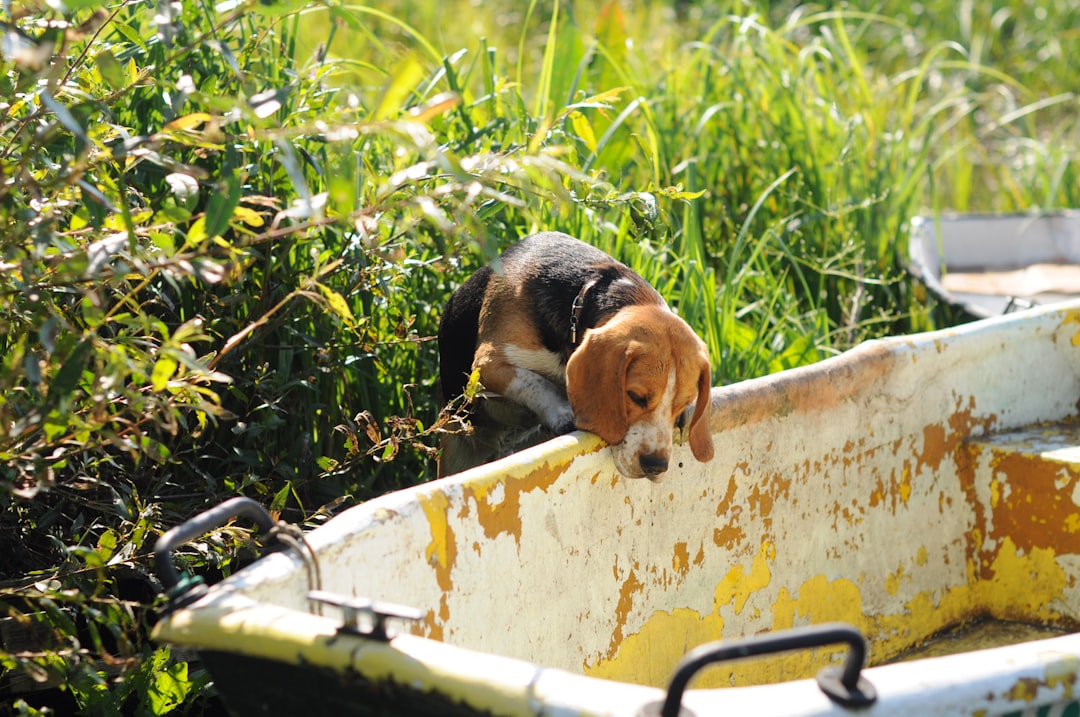 Photo Playful beagle