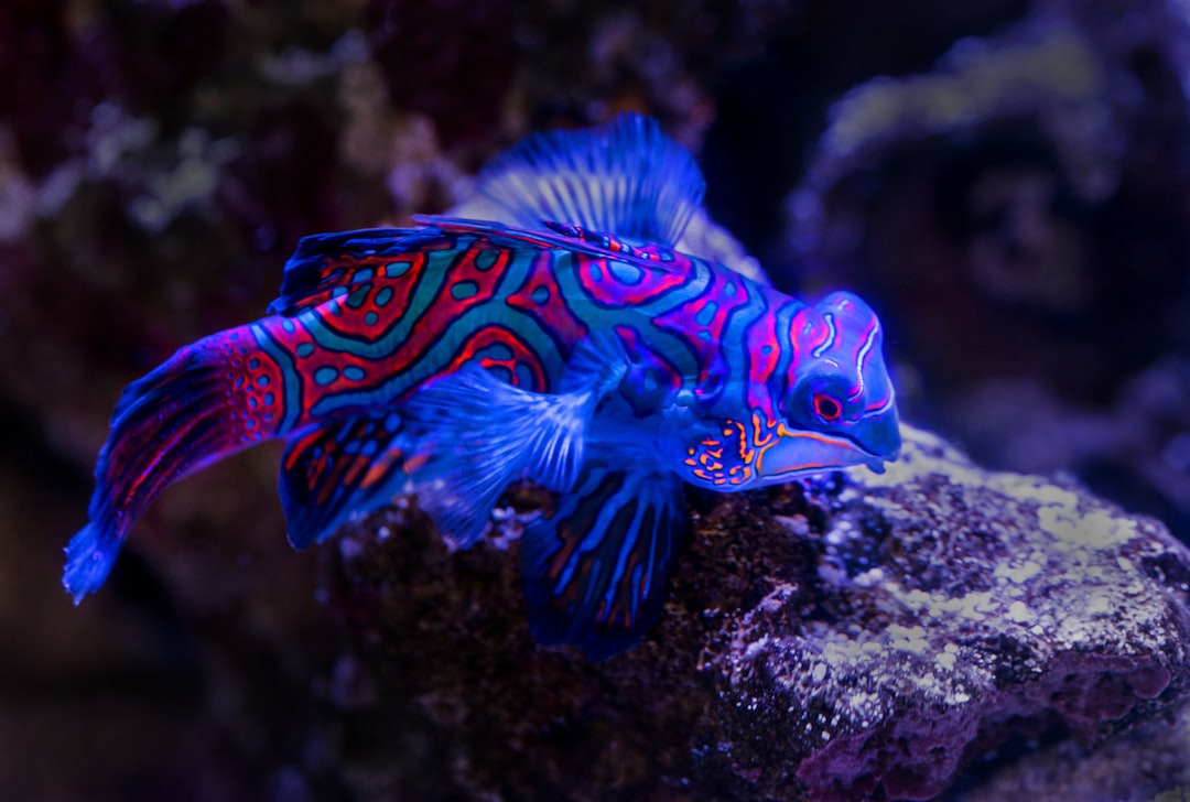 Photo Colorful fish